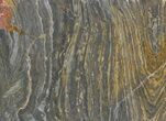 Polished, Mesoproterozoic Stromatolite (Conophyton) - Australia #65044-1